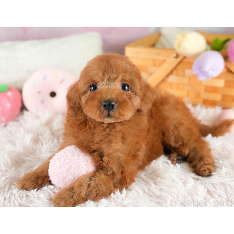 販売中の埼玉県のトイプードル-422766の6枚目