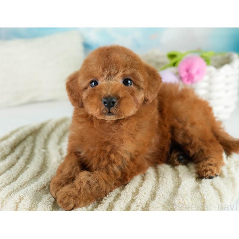 販売中の埼玉県のトイプードル-422766の5枚目