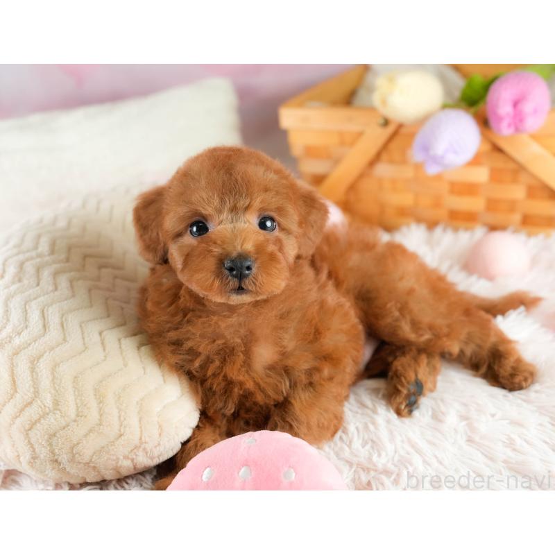 販売中の埼玉県のトイプードル-422766の4枚目