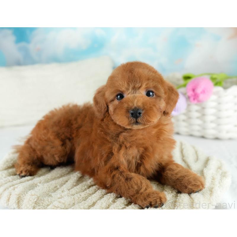 販売中の埼玉県のトイプードル-422766の3枚目