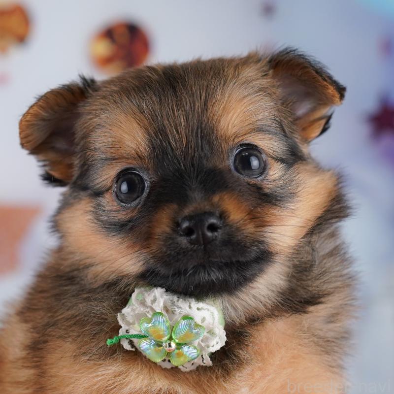 販売中の東京都のポメチワ:ポメラニアン×チワワ-423030