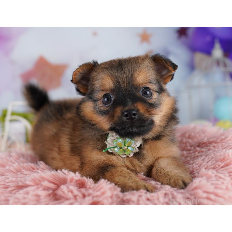 販売中の東京都のポメチワ:ポメラニアン×チワワ-423030の5枚目