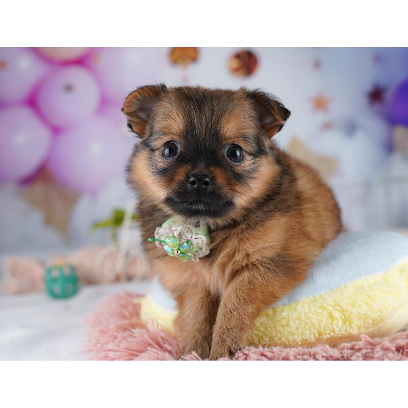 販売中の東京都のポメチワ:ポメラニアン×チワワ-423030の4枚目