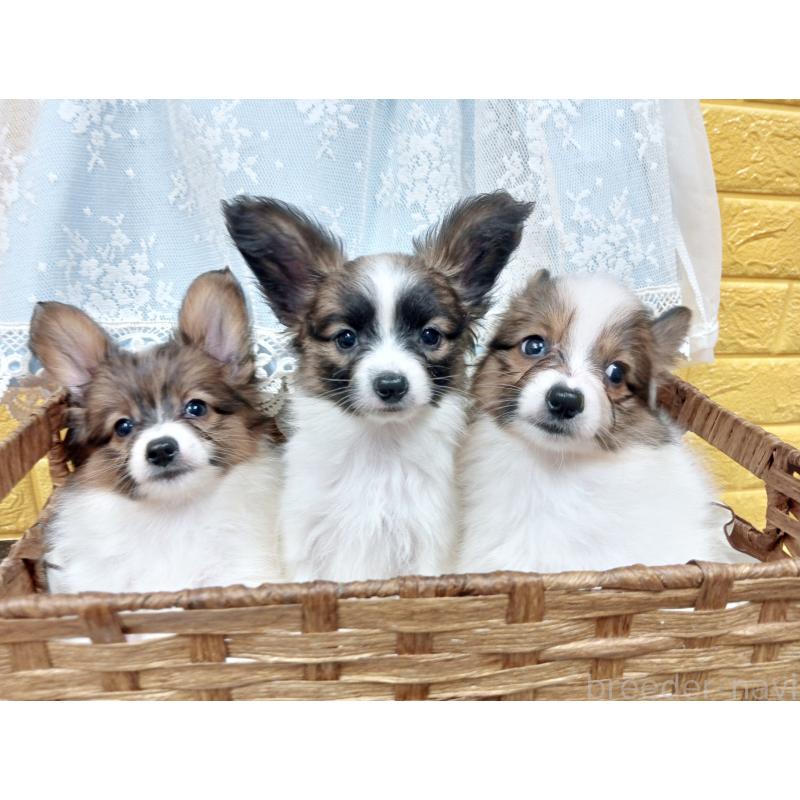 販売中の千葉県のパピヨン-411514の14枚目