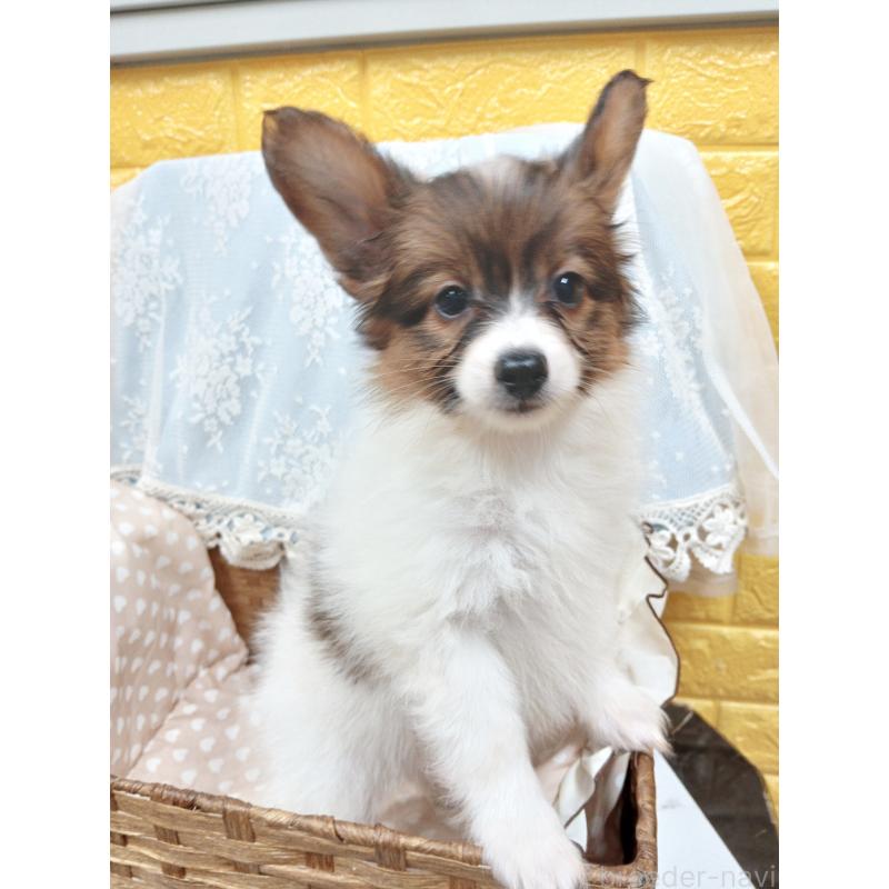 販売中の千葉県のパピヨン-411514の13枚目