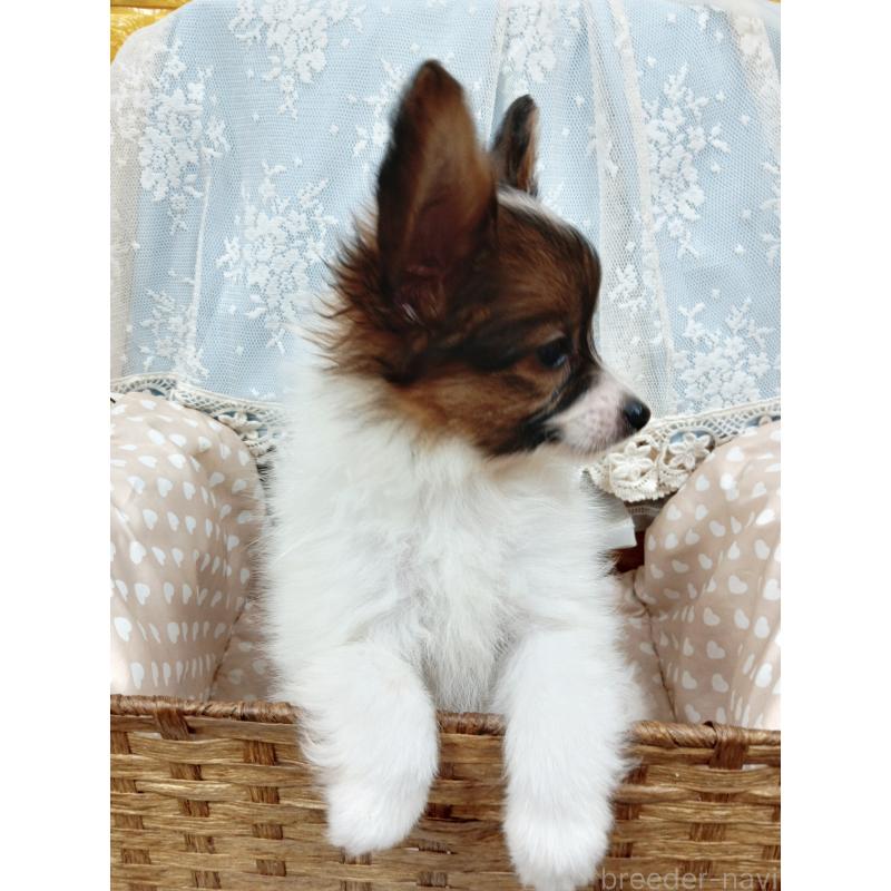 販売中の千葉県のパピヨン-411514の12枚目