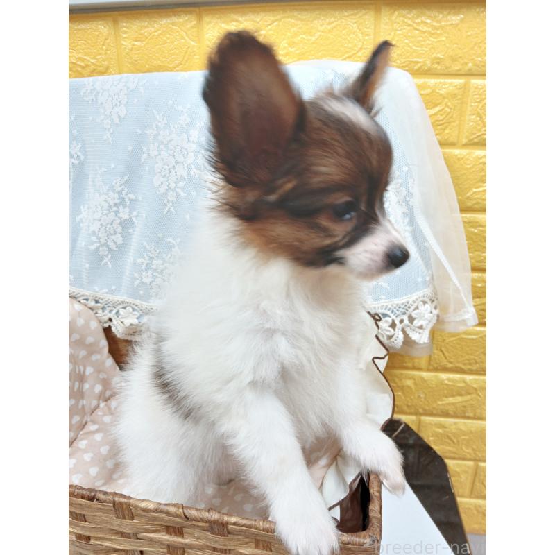 販売中の千葉県のパピヨン-411514の11枚目