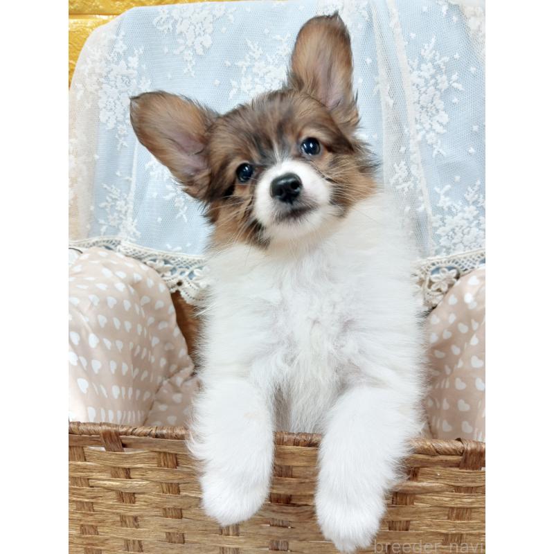 販売中の千葉県のパピヨン-411514の10枚目