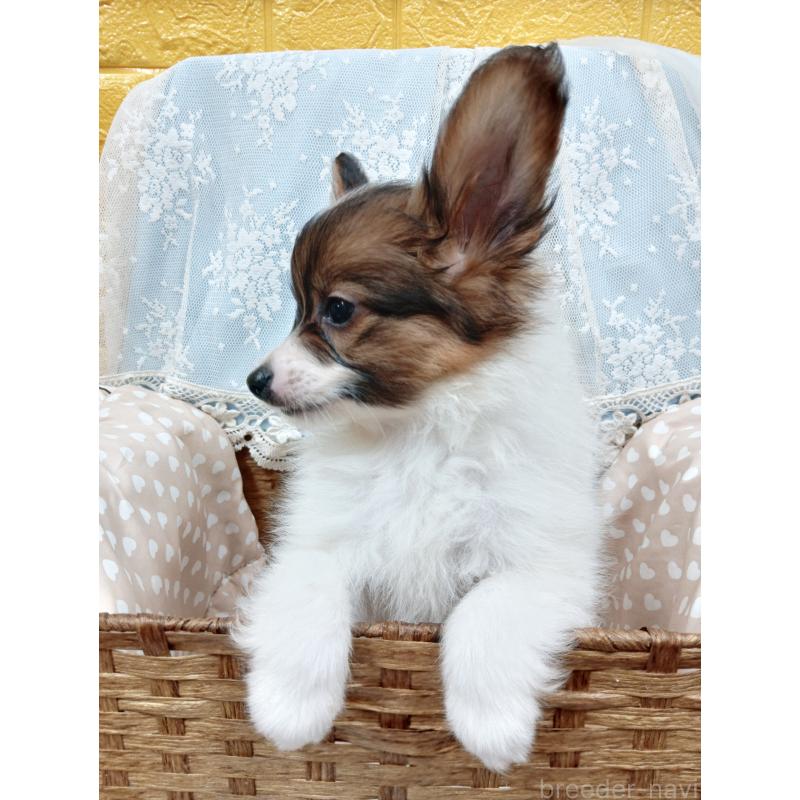 販売中の千葉県のパピヨン-411514の9枚目