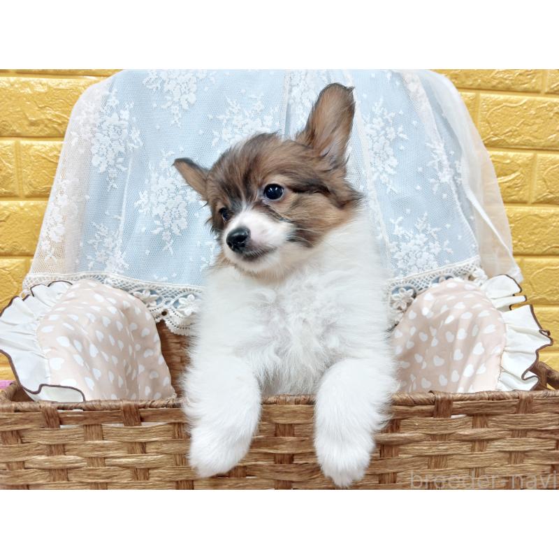 販売中の千葉県のパピヨン-411514の8枚目