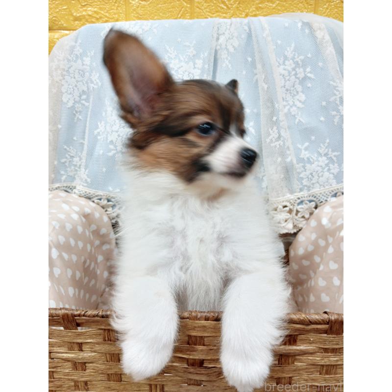 販売中の千葉県のパピヨン-411514の7枚目