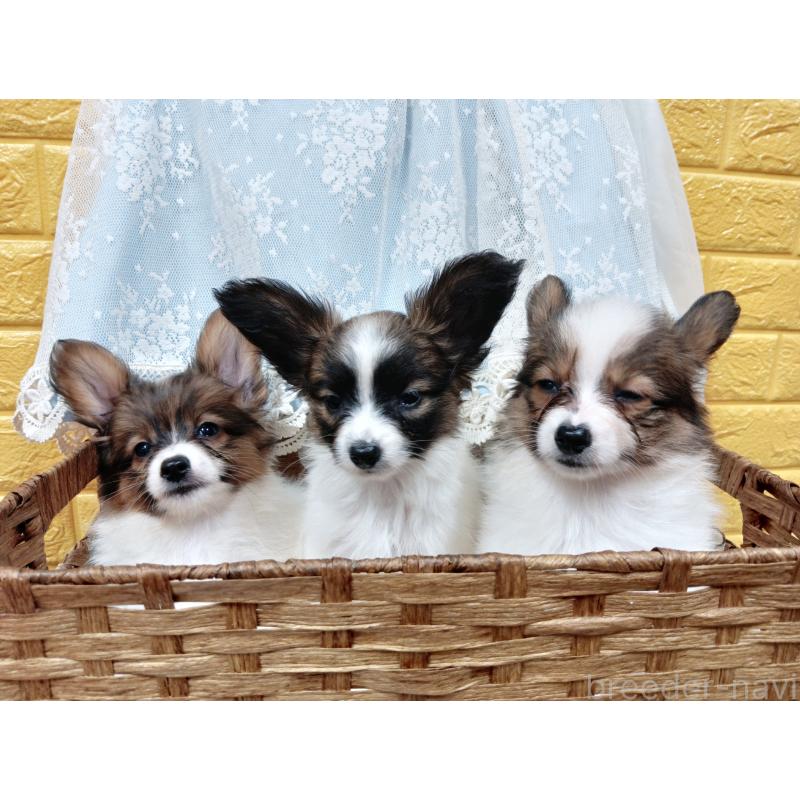 販売中の千葉県のパピヨン-411514の6枚目