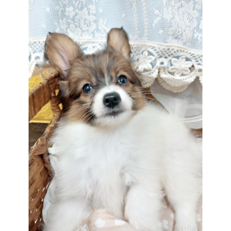 販売中の千葉県のパピヨン-411514の5枚目