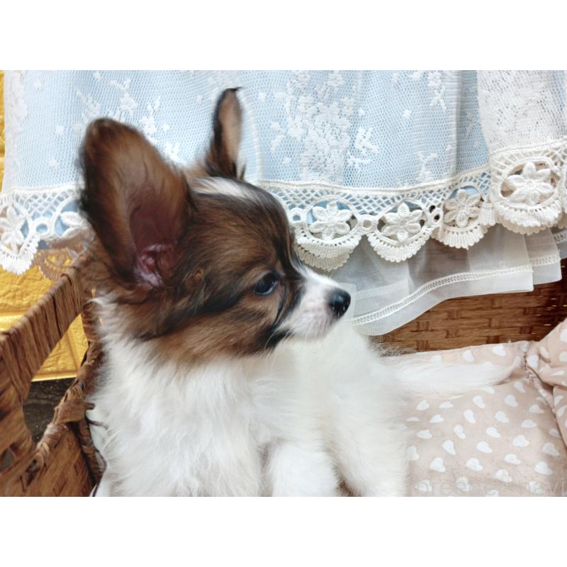 販売中の千葉県のパピヨン-411514の4枚目