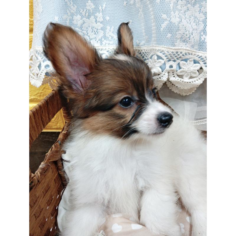 販売中の千葉県のパピヨン-411514の3枚目