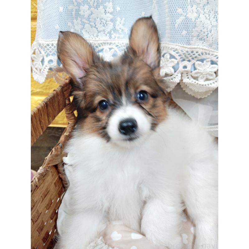 販売中の千葉県のパピヨン-411514の2枚目