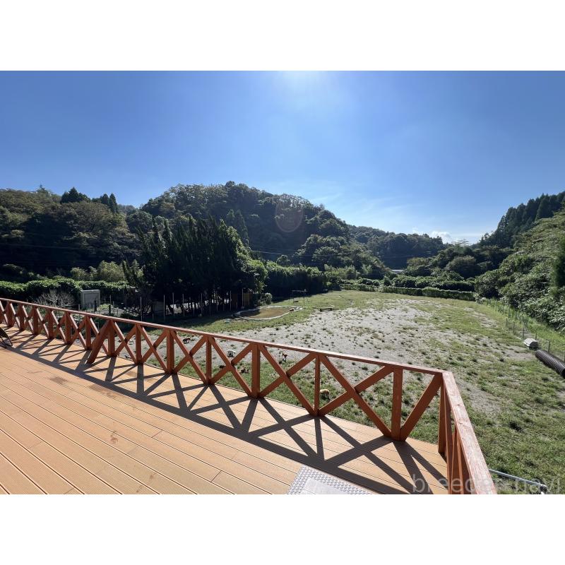 成約済の東京都のポメラニアン-422313の2枚目