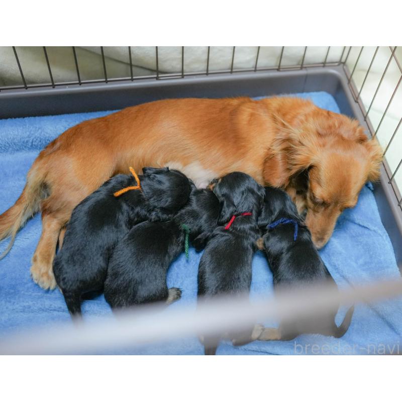 販売中の埼玉県のミニチュアダックスフンド(ロングヘアード)-422772の10枚目