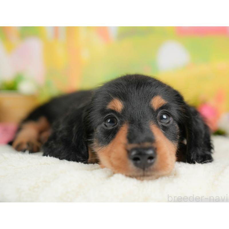 販売中の埼玉県のミニチュアダックスフンド(ロングヘアード)-422772の9枚目