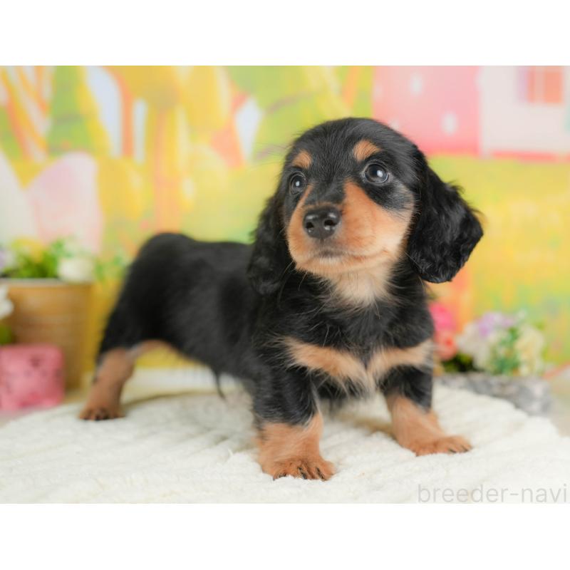 販売中の埼玉県のミニチュアダックスフンド(ロングヘアード)-422772の8枚目