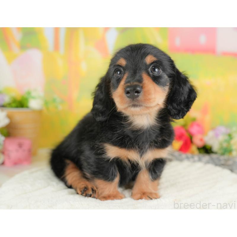 販売中の埼玉県のミニチュアダックスフンド(ロングヘアード)-422772の5枚目