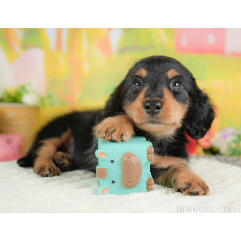 販売中の埼玉県のミニチュアダックスフンド(ロングヘアード)-422772の4枚目