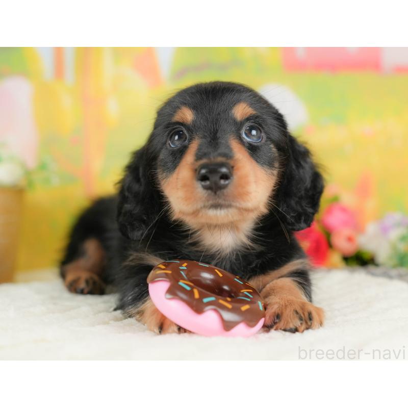 販売中の埼玉県のミニチュアダックスフンド(ロングヘアード)-422772の3枚目