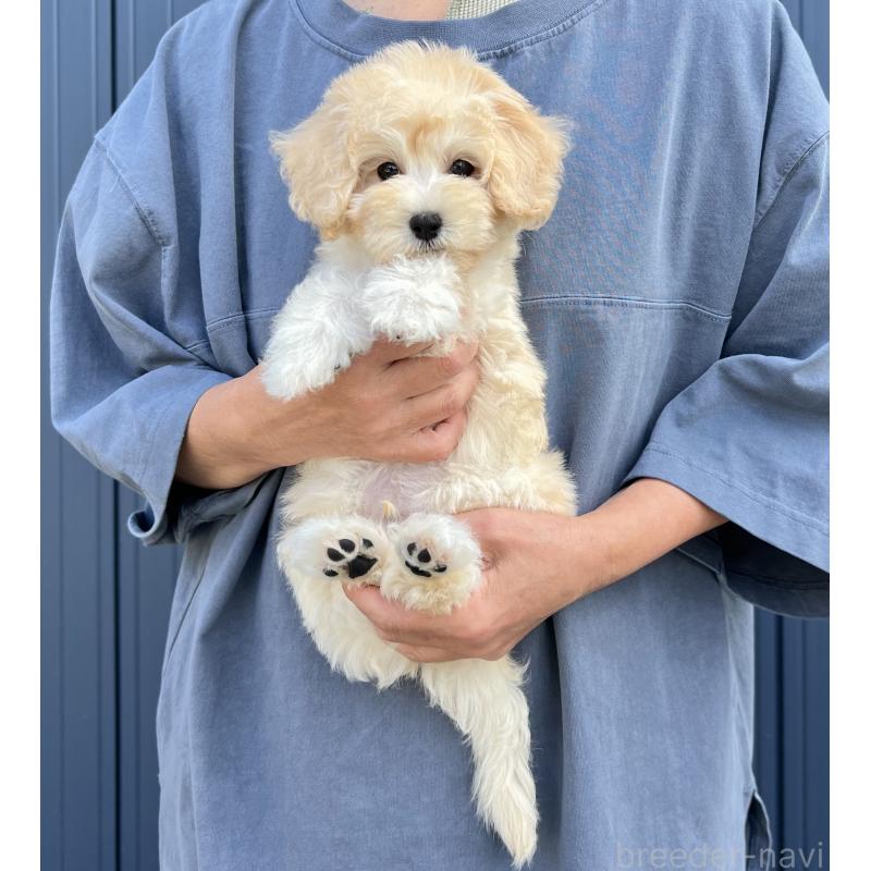 販売中の千葉県のマルプー:マルチーズ×トイプードル-415641の15枚目