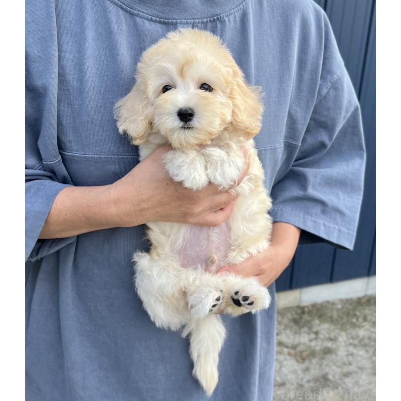 販売中の千葉県のマルプー:マルチーズ×トイプードル-415641の14枚目