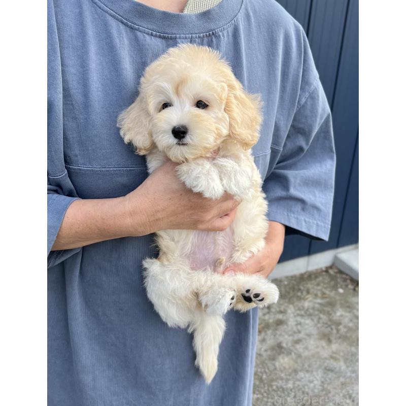 販売中の千葉県のマルプー:マルチーズ×トイプードル-415641の13枚目