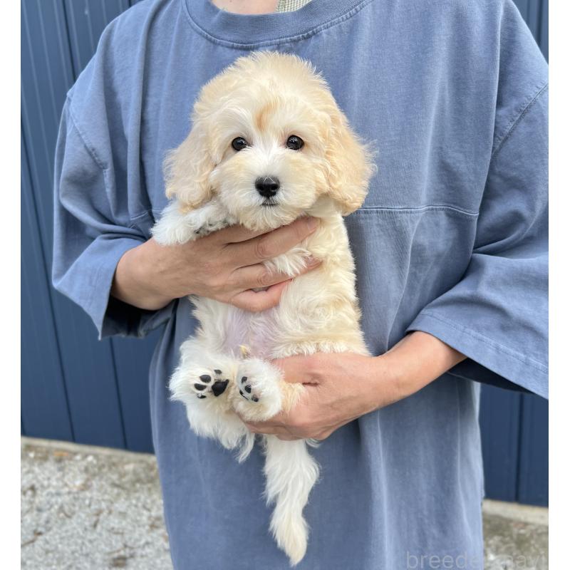 販売中の千葉県のマルプー:マルチーズ×トイプードル-415641の12枚目