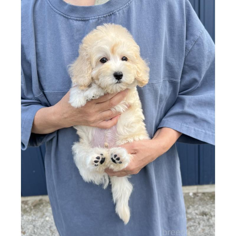 販売中の千葉県のマルプー:マルチーズ×トイプードル-415641の11枚目