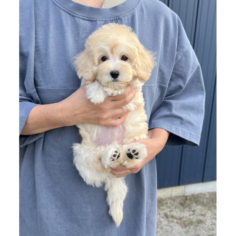 販売中の千葉県のマルプー:マルチーズ×トイプードル-415641の10枚目