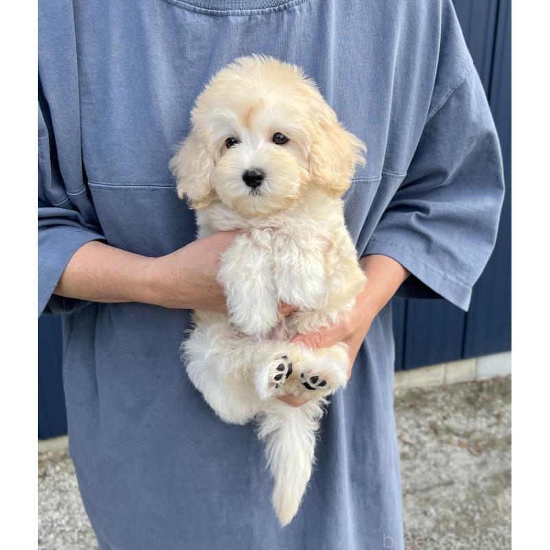 販売中の千葉県のマルプー:マルチーズ×トイプードル-415641の8枚目
