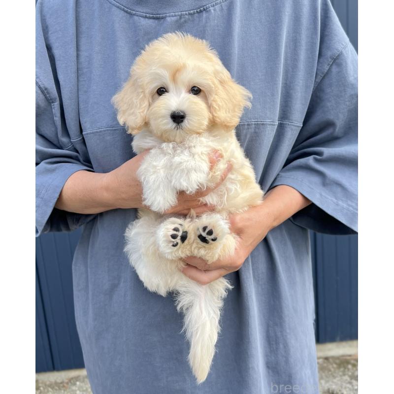 販売中の千葉県のマルプー:マルチーズ×トイプードル-415641の6枚目