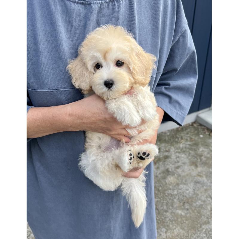 販売中の千葉県のマルプー:マルチーズ×トイプードル-415641の3枚目