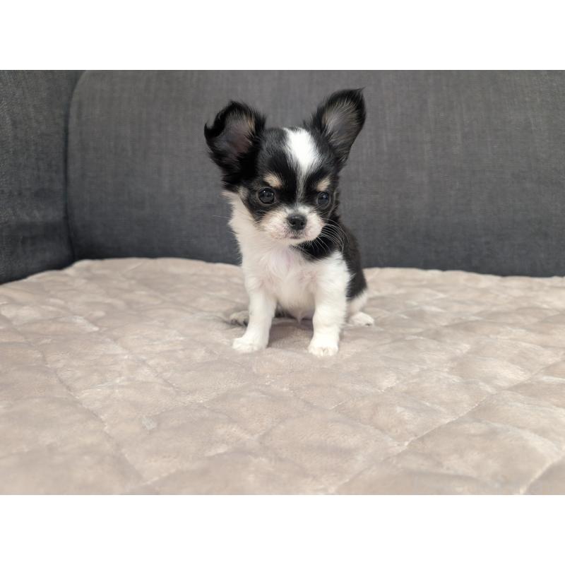 成約済の愛知県のチワワ(ロングコート)-419169の9枚目