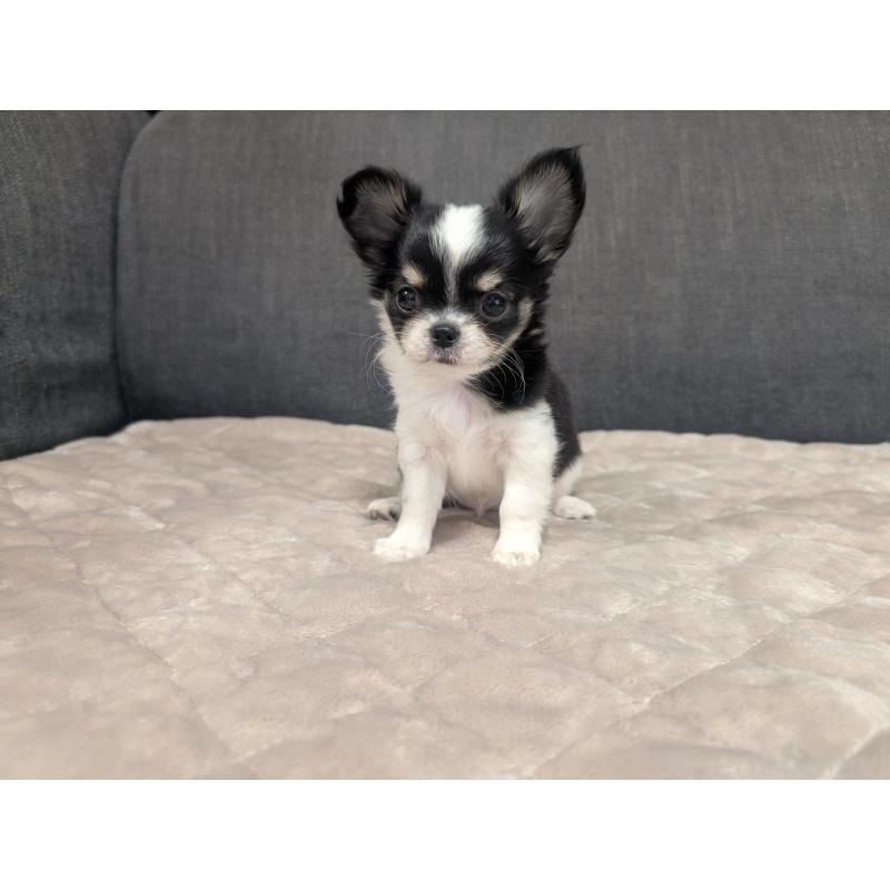 成約済の愛知県のチワワ(ロングコート)-419169の8枚目