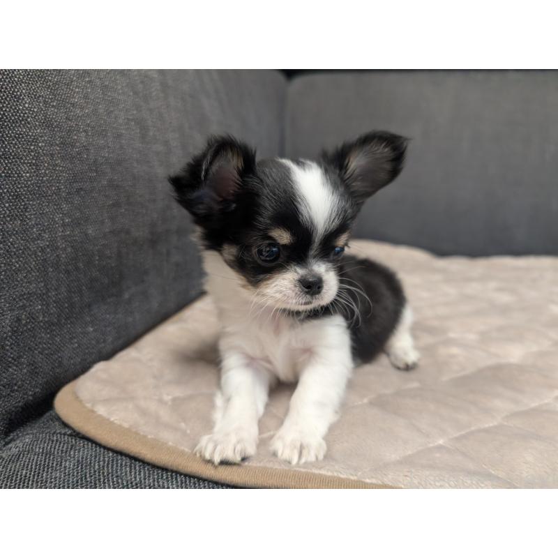 成約済の愛知県のチワワ(ロングコート)-419169の7枚目