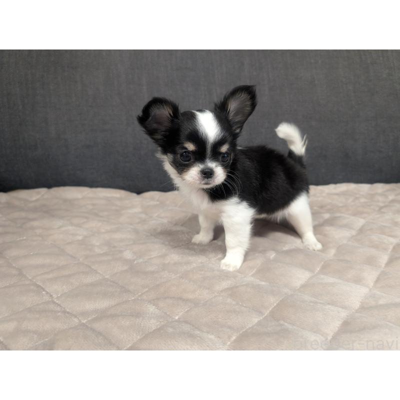 成約済の愛知県のチワワ(ロングコート)-419169の6枚目