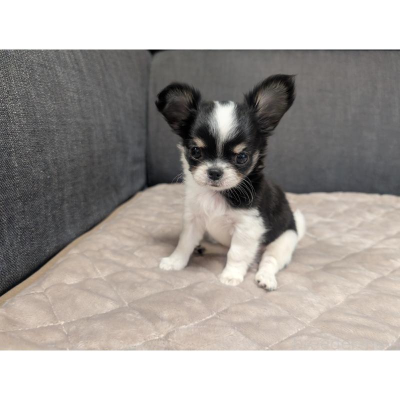 成約済の愛知県のチワワ(ロングコート)-419169の3枚目