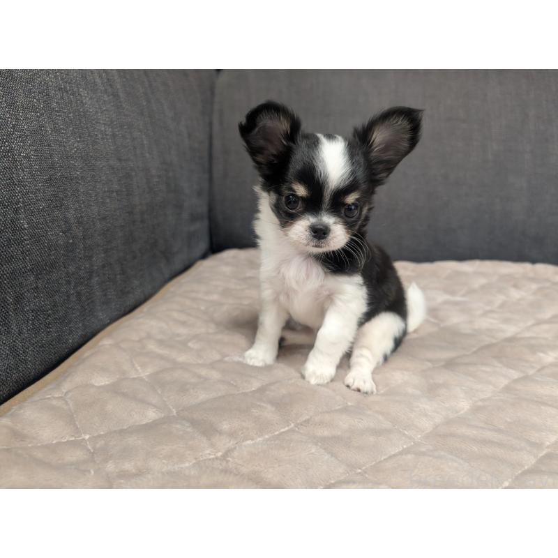 成約済の愛知県のチワワ(ロングコート)-419169の2枚目