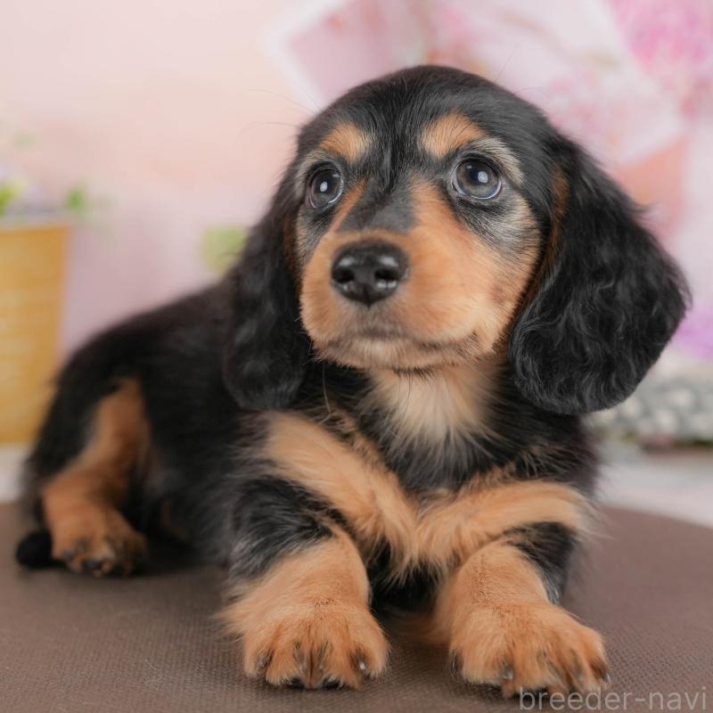 販売中の埼玉県のミニチュアダックスフンド(ロングヘアード)-422774