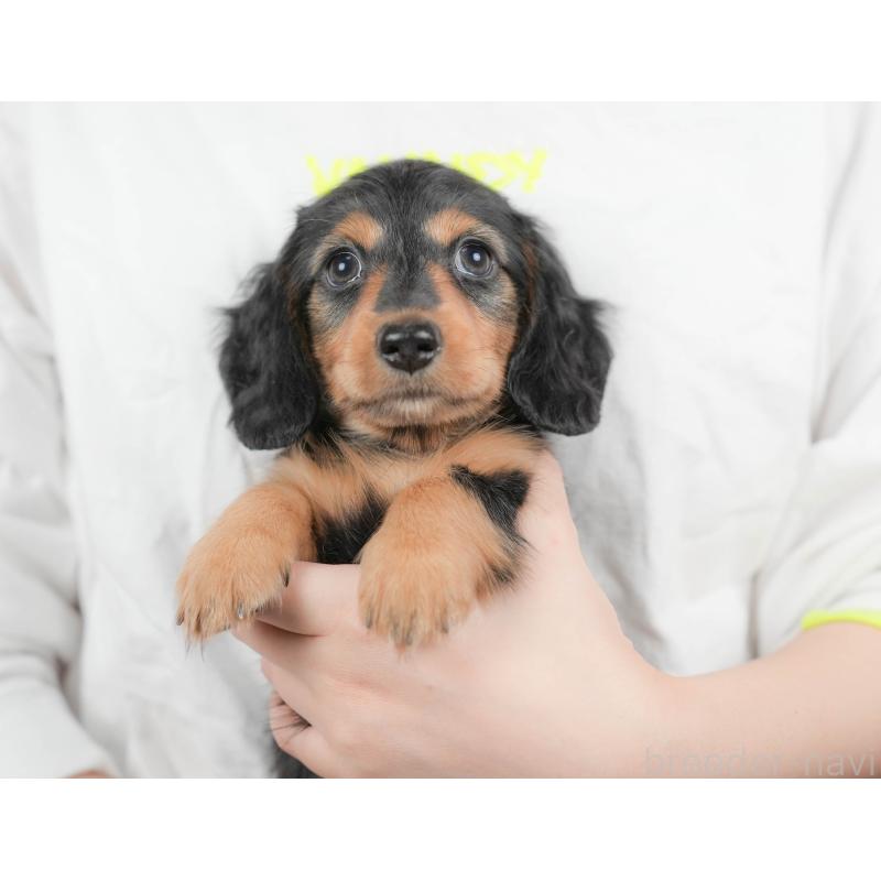 販売中の埼玉県のミニチュアダックスフンド(ロングヘアード)-422774の12枚目