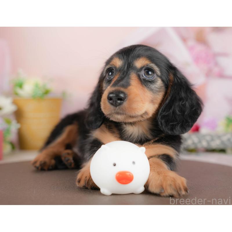 販売中の埼玉県のミニチュアダックスフンド(ロングヘアード)-422774の9枚目