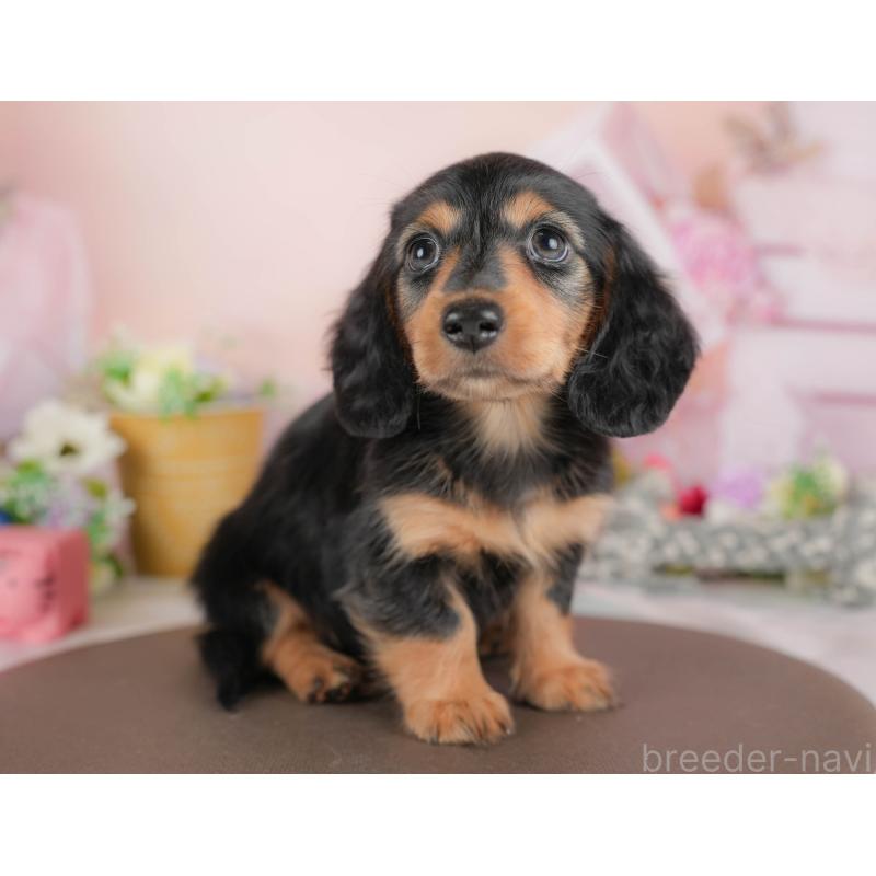 販売中の埼玉県のミニチュアダックスフンド(ロングヘアード)-422774の8枚目