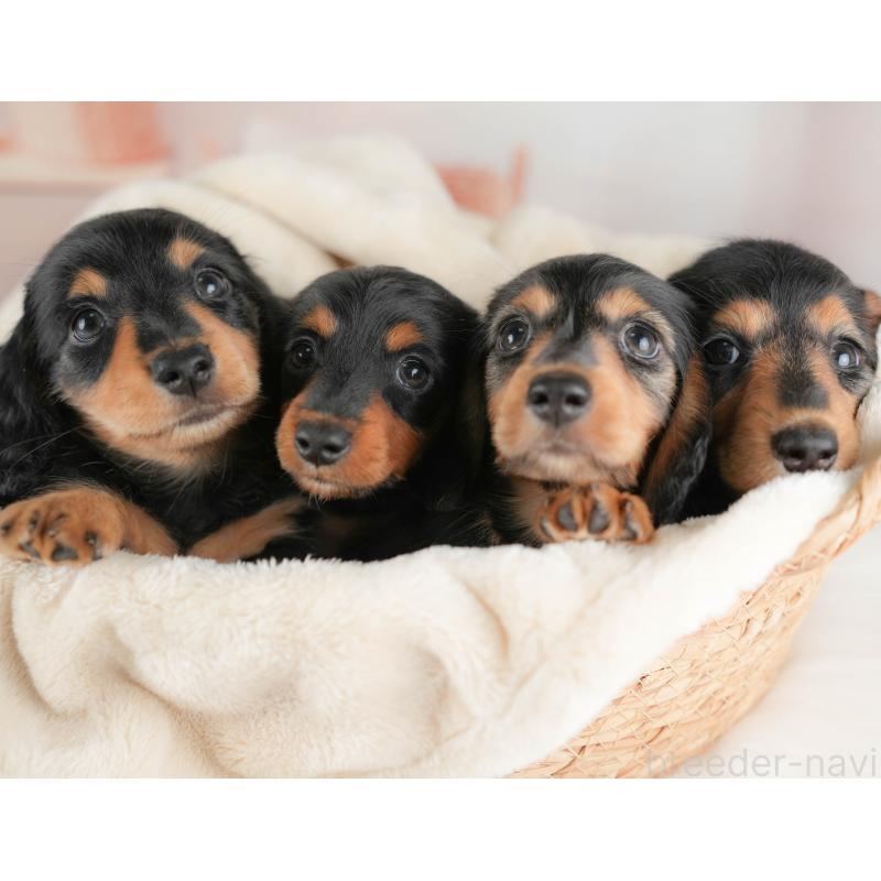 販売中の埼玉県のミニチュアダックスフンド(ロングヘアード)-422774の6枚目