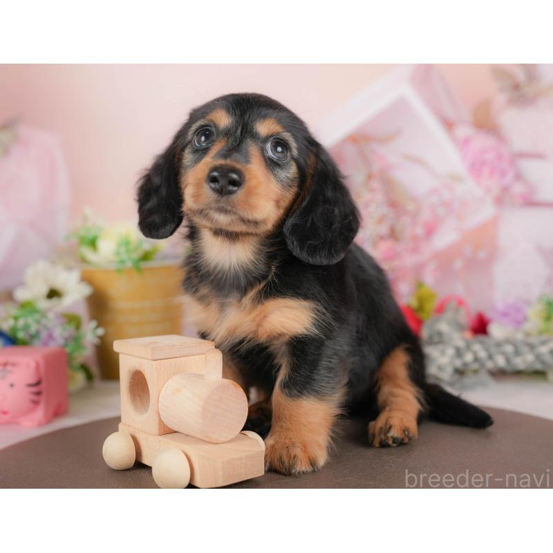 販売中の埼玉県のミニチュアダックスフンド(ロングヘアード)-422774の4枚目