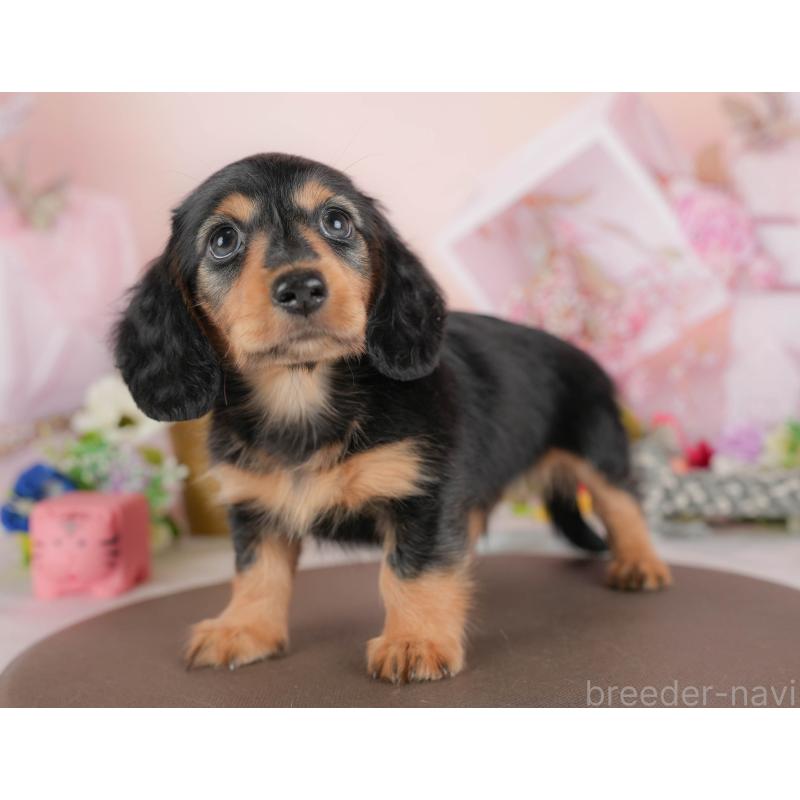 販売中の埼玉県のミニチュアダックスフンド(ロングヘアード)-422774の3枚目