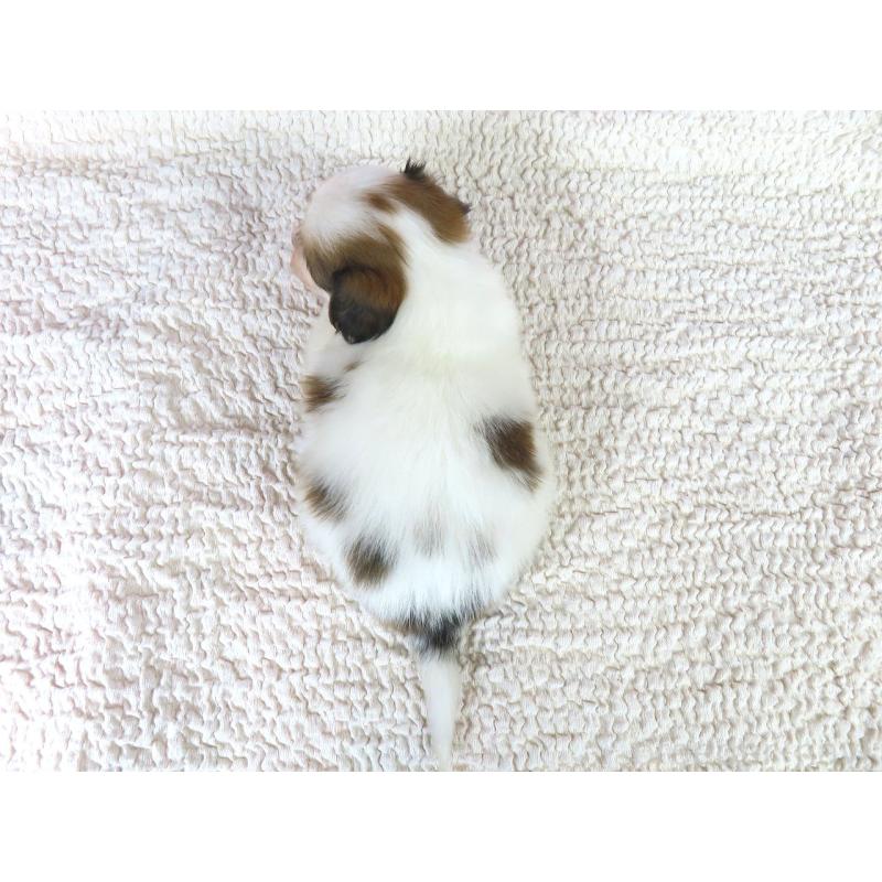 販売中の千葉県のパピヨン-422776の5枚目